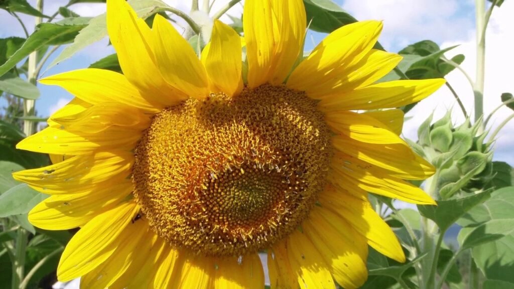 Sunflower Mammoth Grey flower seeds Sierra Flora