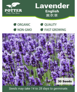 Lavender English seeds