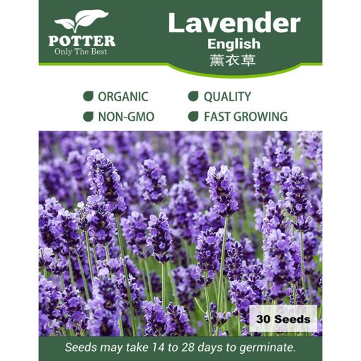 Lavender English seeds