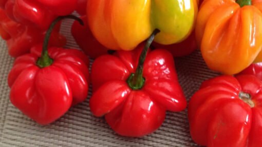 Red Habanero pepper seeds