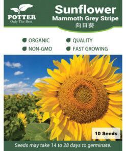 Sunflower Mammoth Grey Stripe