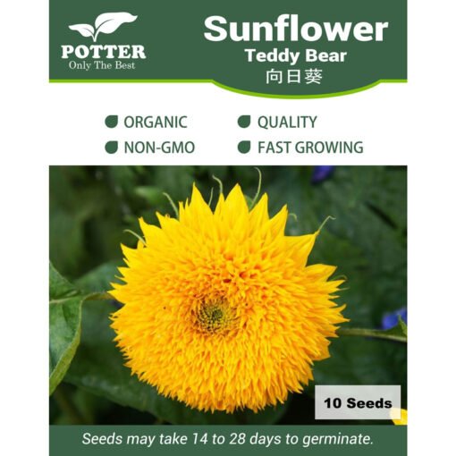 Sunflower teddy bear flower seeds