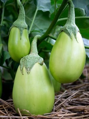 Green Thai Eggplant