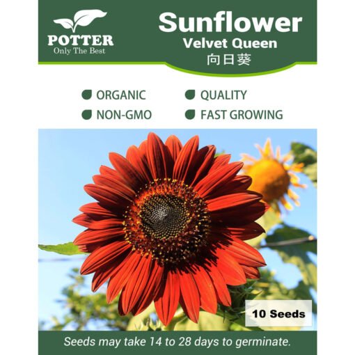 Velvet Queen Sunflower seeds