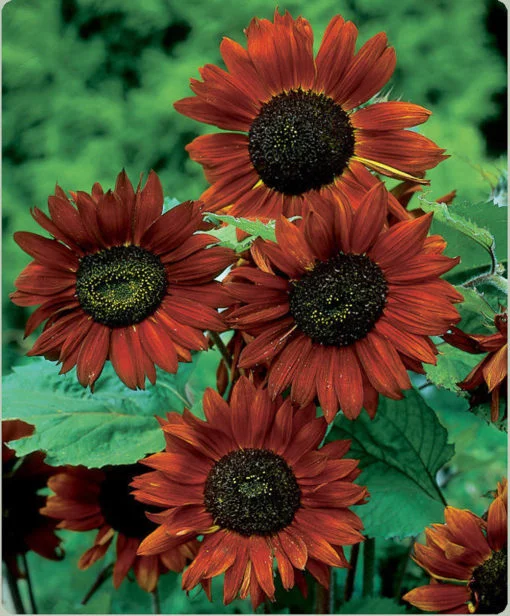 Sunflower Velvet Queen flower seeds - Image 3