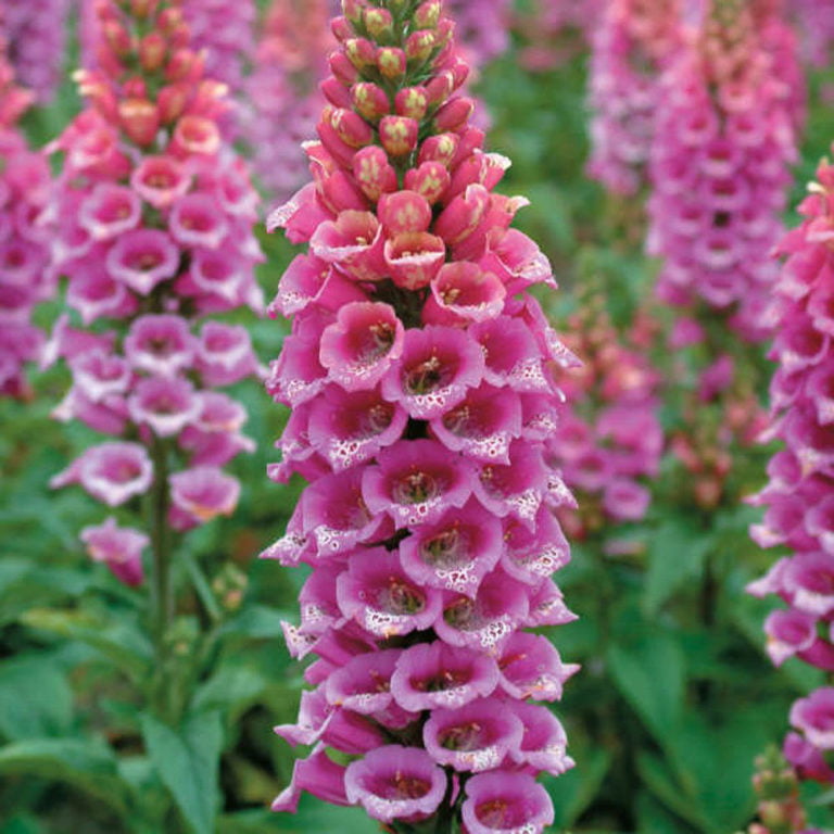 Foxglove Mixed flower seeds Sierra Flora