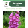 Foxglove Mixed flower seeds