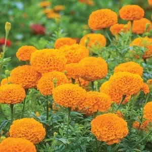 Marigold, Sierra Gold seeds - Image 3