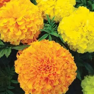 Marigold, Sierra Gold seeds - Image 4