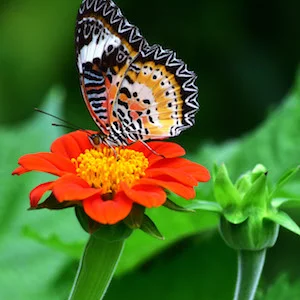 Mexican Sunflower