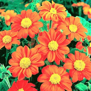 Mexican Sunflower