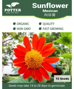 Mexican Sunflower seeds
