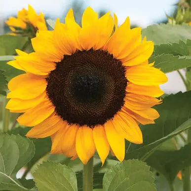 Sunflower Soraya flower seeds - Image 4