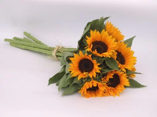 Sunflower Soraya flower seeds - Image 3