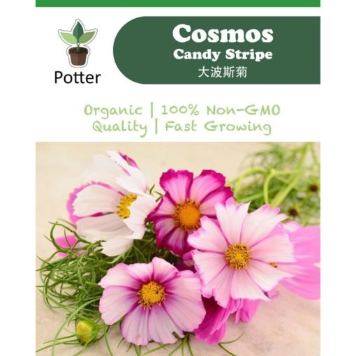 Cosmos-Candy-Stripe-Ad-(Square)