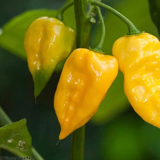 Pepper Lemon Habanero seeds - Image 4