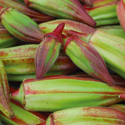 Okra Country Hill seeds - Image 2