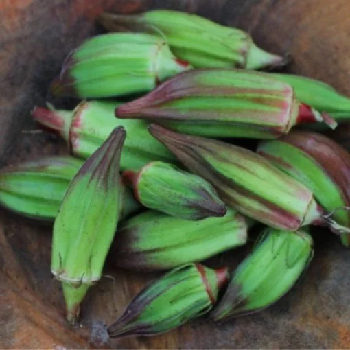 Okra Country Hill seeds - Image 3