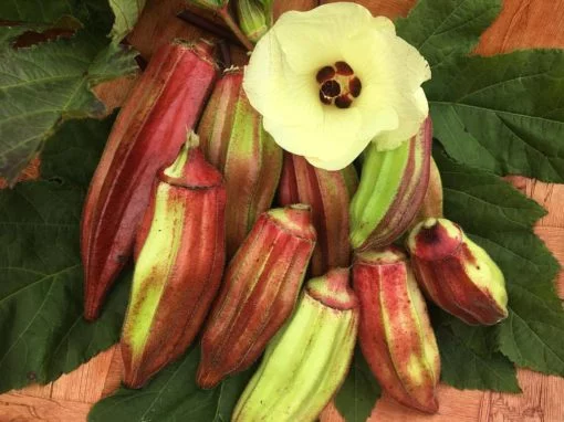 Okra Country Hill seeds - Image 4