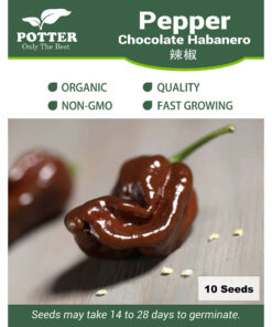 Chocolate Habanero Chili Pepper seeds