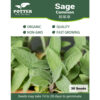 Sage common seeds