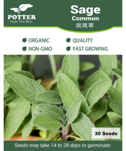 Sage common seeds