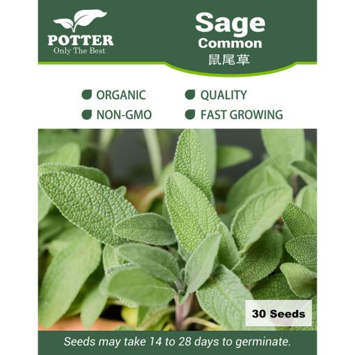 Sage common seeds