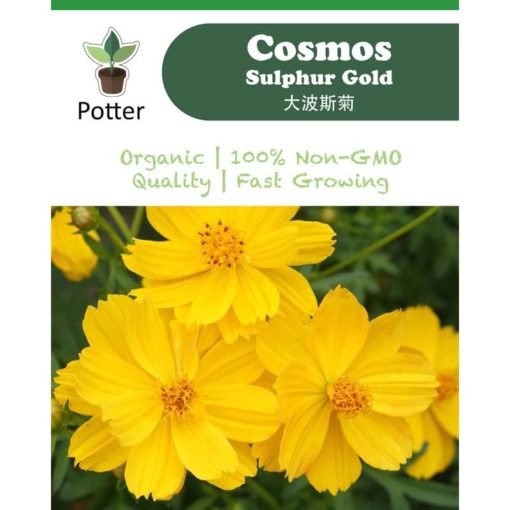 Cosmos-Sulphur-Gold-Ad-(Square)