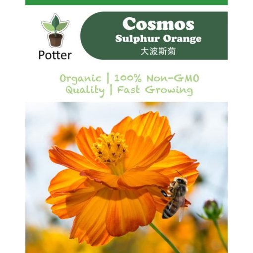 Cosmos-Sulphur-Orange-Ad-(Square)