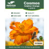 Cosmos Sulphur Orange flower seeds