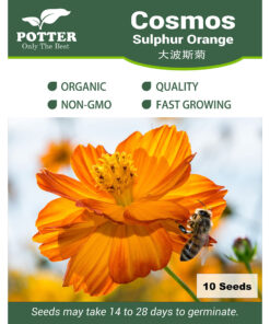 Cosmos Sulphur Orange flower seeds