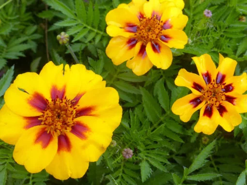 Marigold Naughty Marietta flower seeds - Image 3