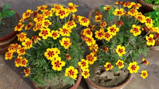 Marigold Naughty Marietta flower seeds - Image 2