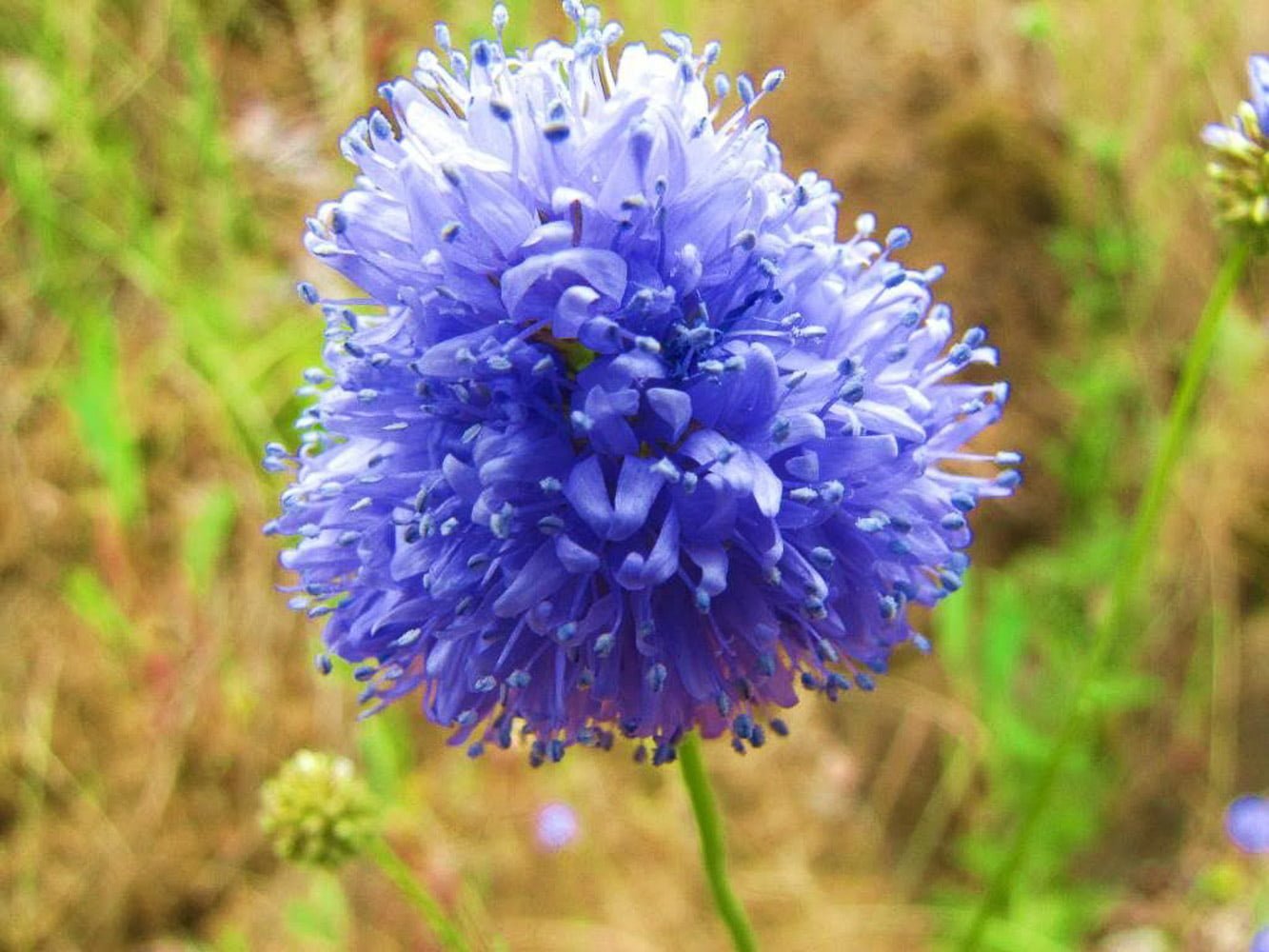 Гилия головчатая фиолетово синяя фото в саду