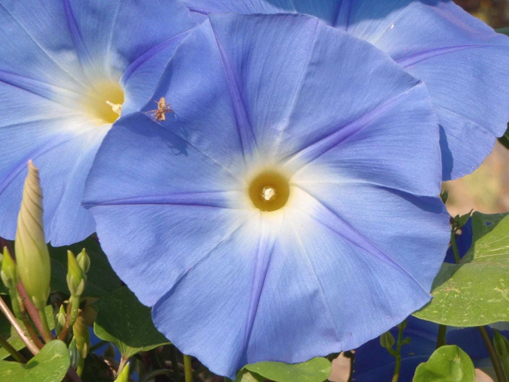 Morning Glory Heavenly Blue flower seeds Sierra Flora