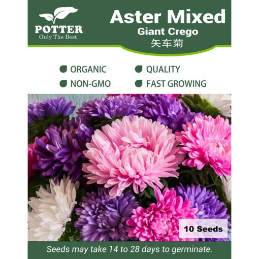 Aster flower seeds