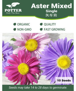 aster flower