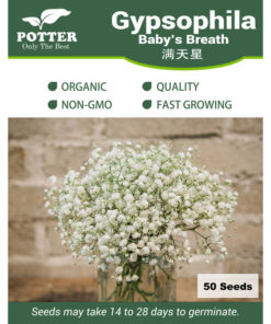 Baby Breath seeds