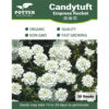 candytuft seeds