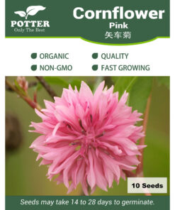 Pink Cornflower seeds