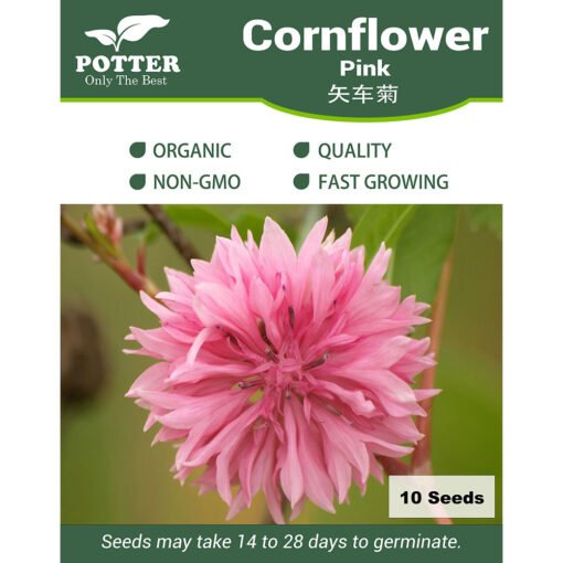 Pink Cornflower seeds