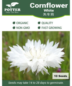 White cornflower seeds
