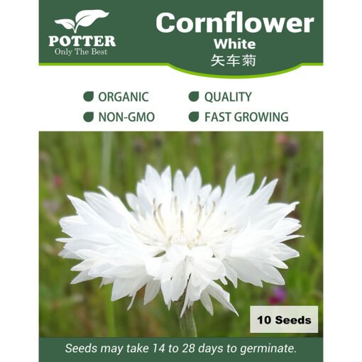 White cornflower seeds