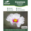 Cosmos Daydream