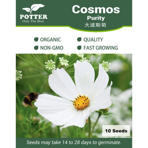 Cosmos Purity flower seeds