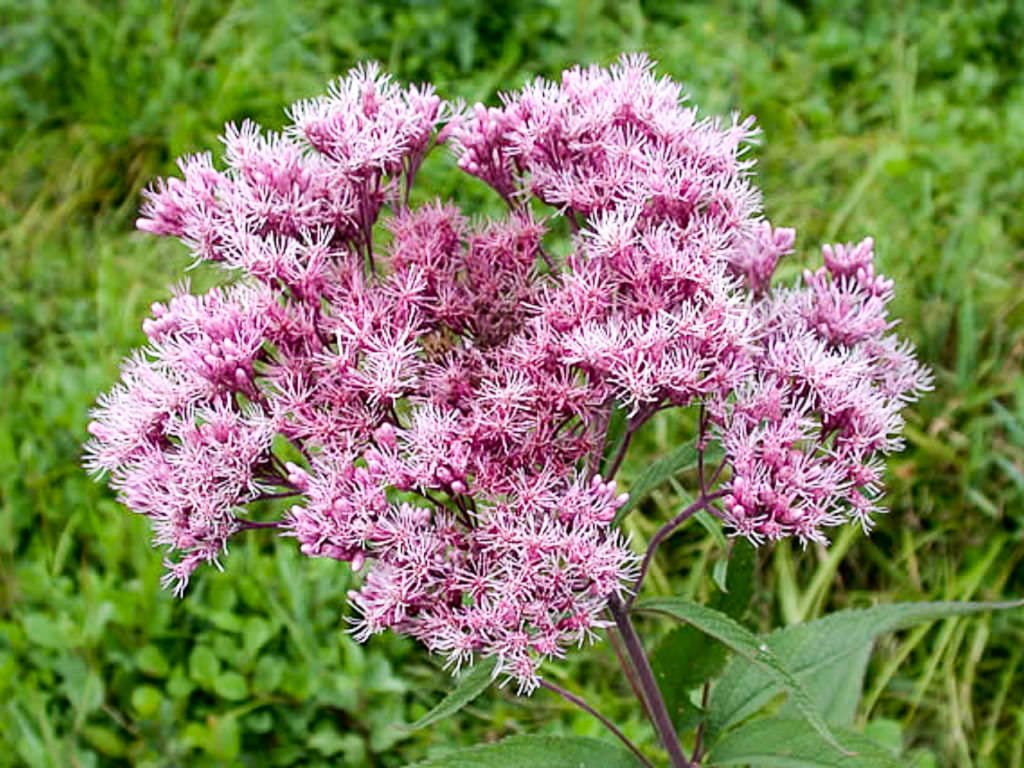 Joe Pye Weed flower seeds - Sierra Flora