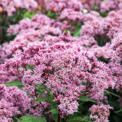 Joe Pye Weed flower seeds - Image 5