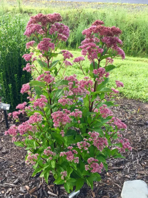 Joe Pye Weed flower seeds - Image 4