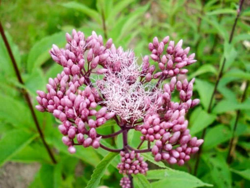 Joe Pye Weed flower seeds - Image 3