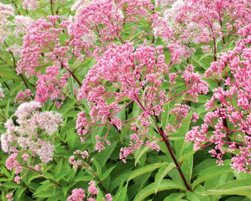 Joe Pye Weed flower seeds - Image 2